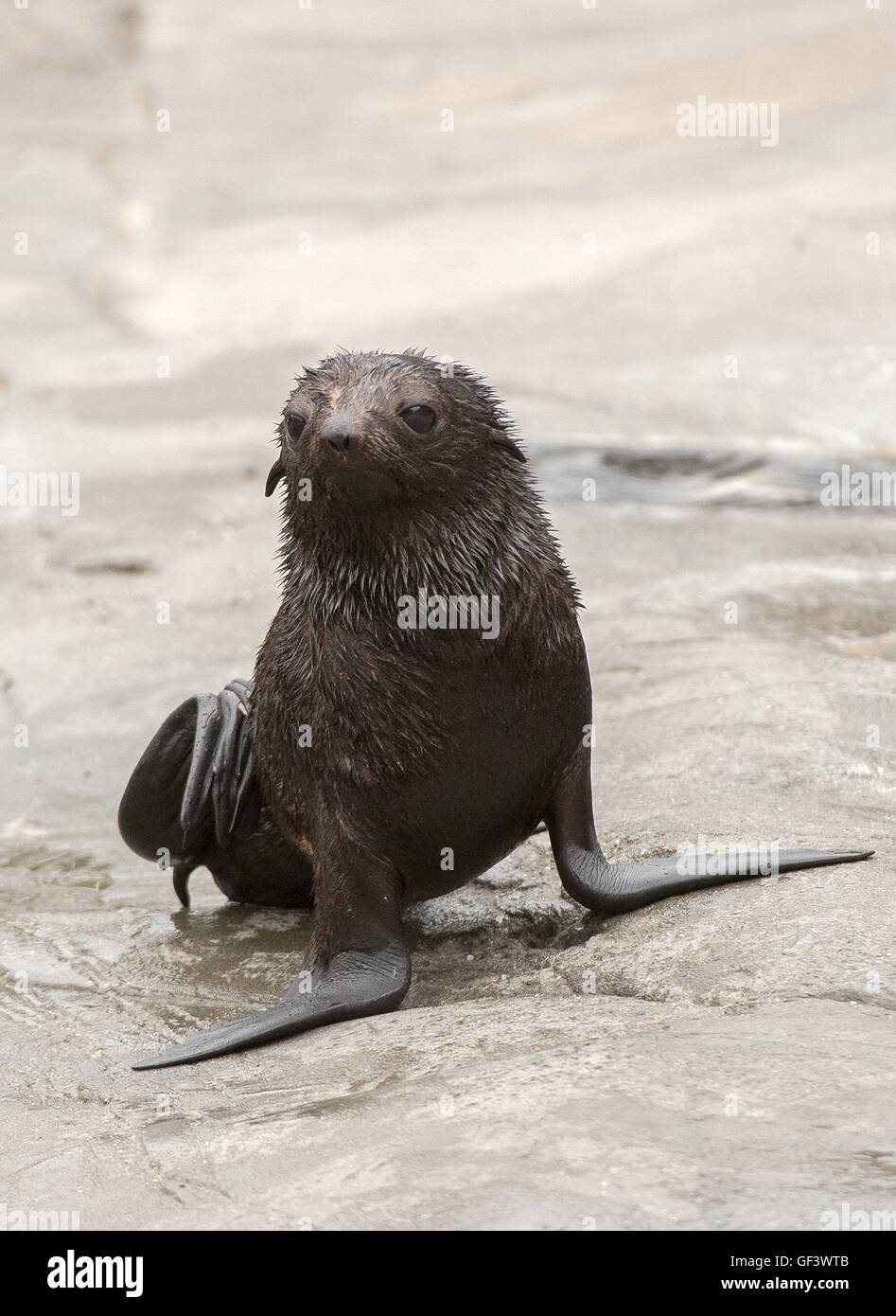Hanover, Germany. 28th July, 2016. The young sea bear girl Myrte can be seen at the zoo in Hanover, Germany, 28 July 2016. Myrte was born on 24 June 2016 and is a northern fur seal (Callorhinus ursinus). PHOTO: SEBASTIAN GOLLNOW/dpa/Alamy Live News Stock Photo