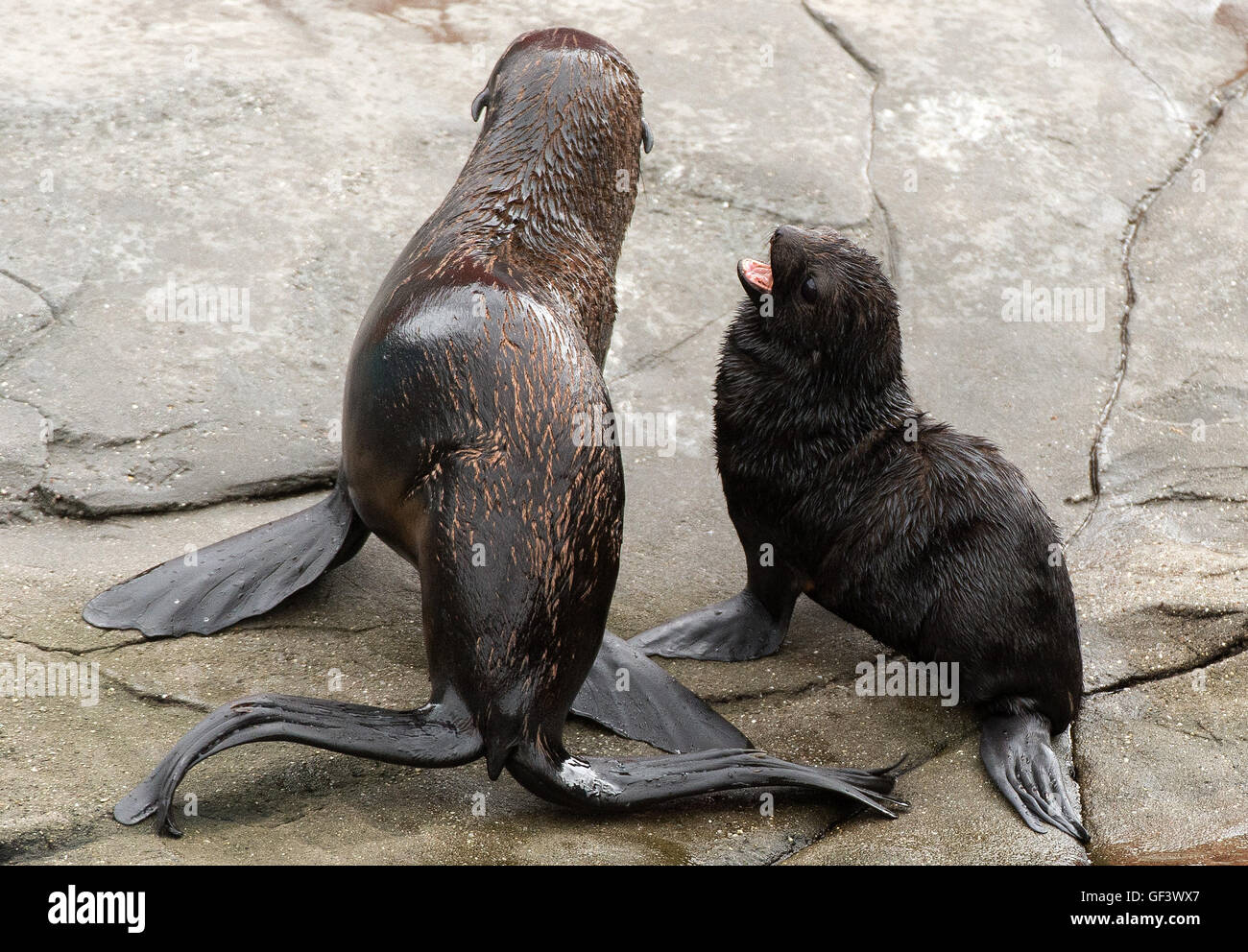 Hanover, Germany. 28th July, 2016. The young sea bear girl Myrte and her mother Diva can be seen at the zoo in Hanover, Germany, 28 July 2016. Myrte was born on 24 June 2016 and is a northern fur seal (Callorhinus ursinus). PHOTO: SEBASTIAN GOLLNOW/dpa/Alamy Live News Stock Photo