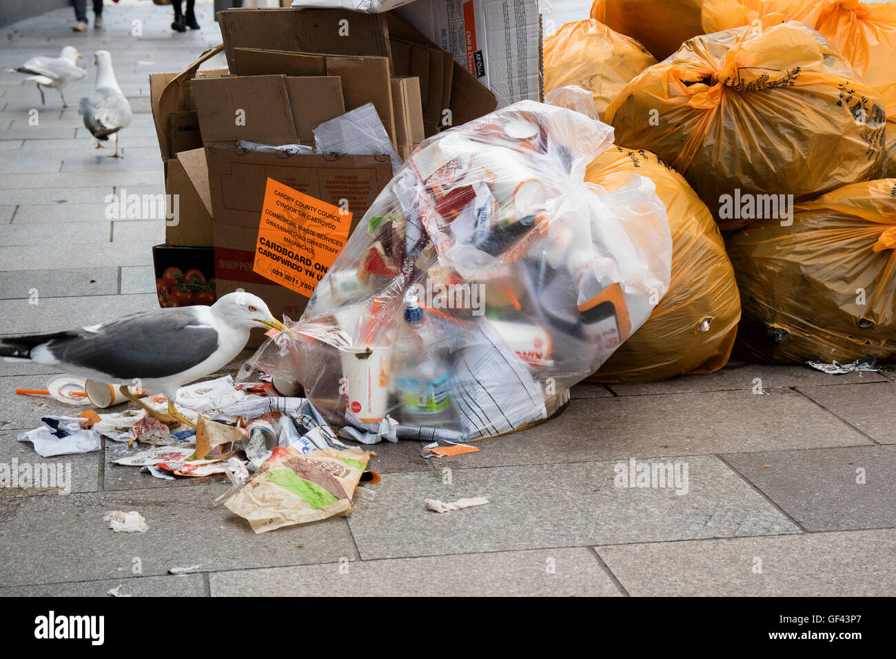 Seagulls rummage through rubbish left on city streets, making a mess on