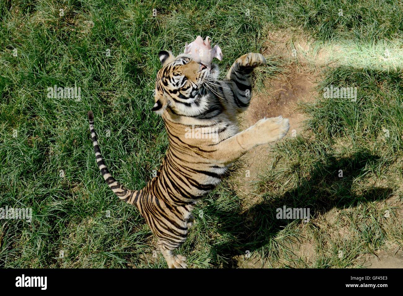 Sumatran tiger cage hi-res stock photography and images - Alamy