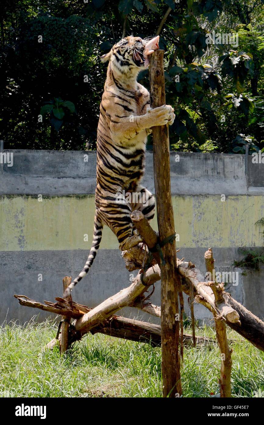 Solo, Central Java, Indonesia. 29th July, 2016. : Sumatran tiger ...