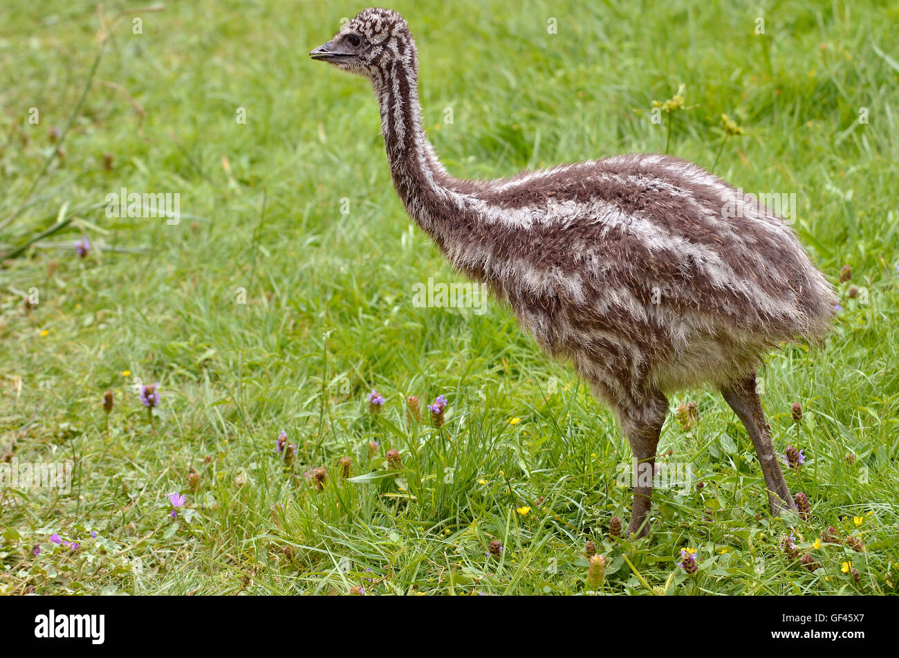 Emu dromaius novaehollandiae juvenile hi-res stock photography and ...