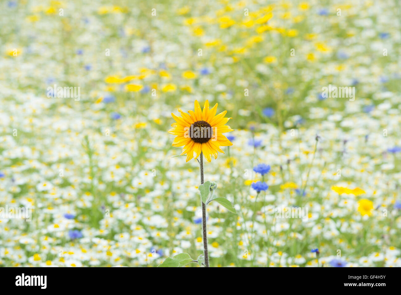 Helianthus annuus. Lone Sunflower in a wildflowers meadow Stock Photo
