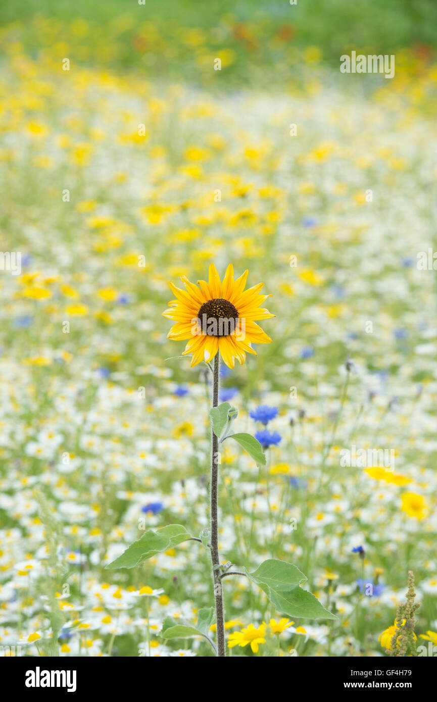 Helianthus annuus. Lone Sunflower in a wildflowers meadow Stock Photo