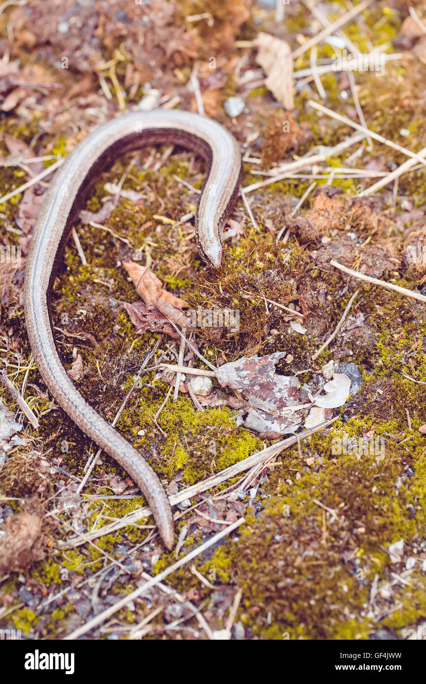 Slow Worm or Blind Worm, Anguis fragilis. Slow Worm lizards are often mistaken for snakes. His food is generaly pest insects. Sh Stock Photo