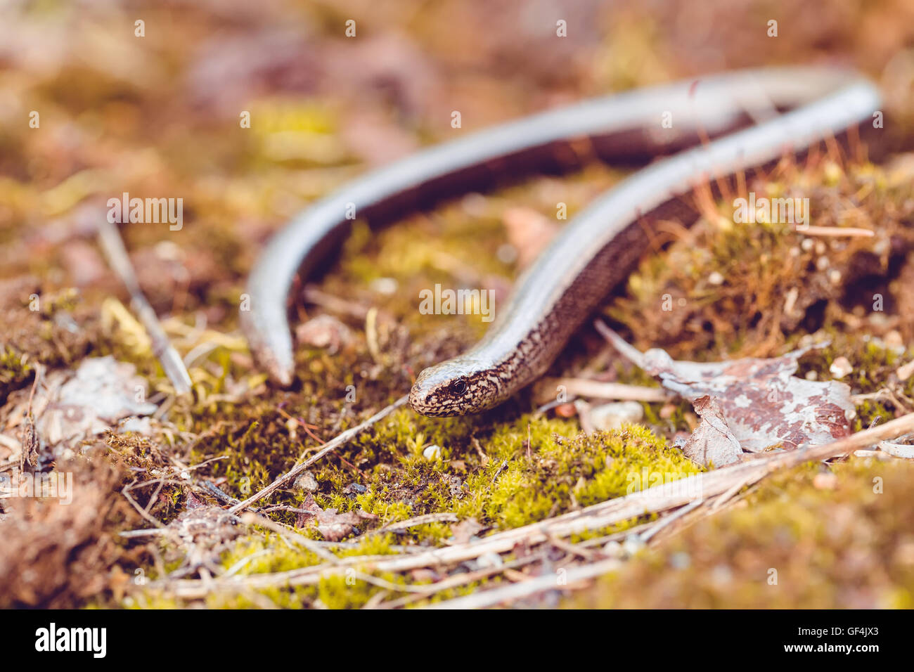 Slow Worm or Blind Worm, Anguis fragilis. Slow Worm lizards are often