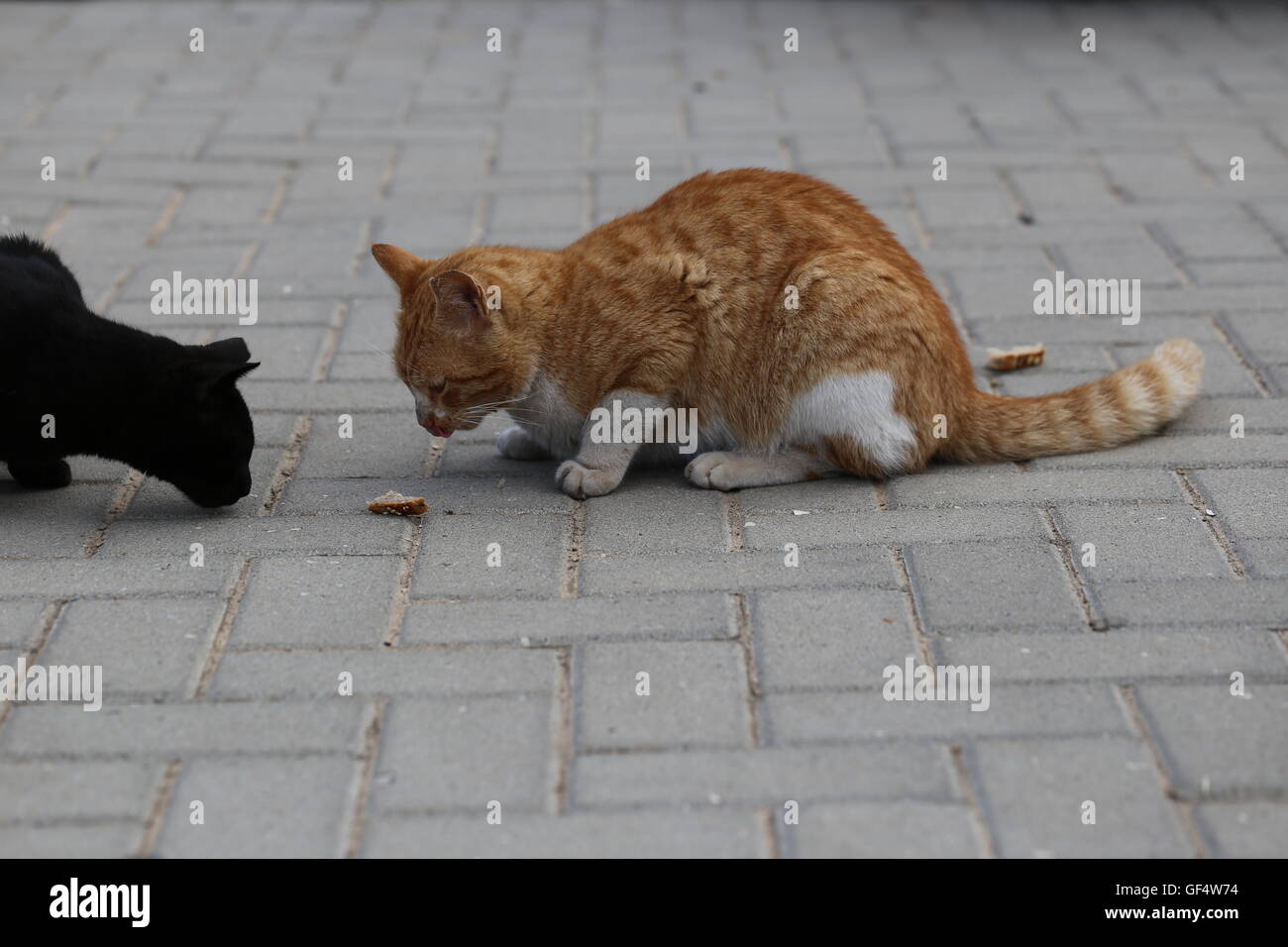 Cats Gathers Near Food. Ginger cat and black cat wants to eat a piece of bread on the sidewalk. Two hungry street cats gathers near a piece of bread. Stock Photo
