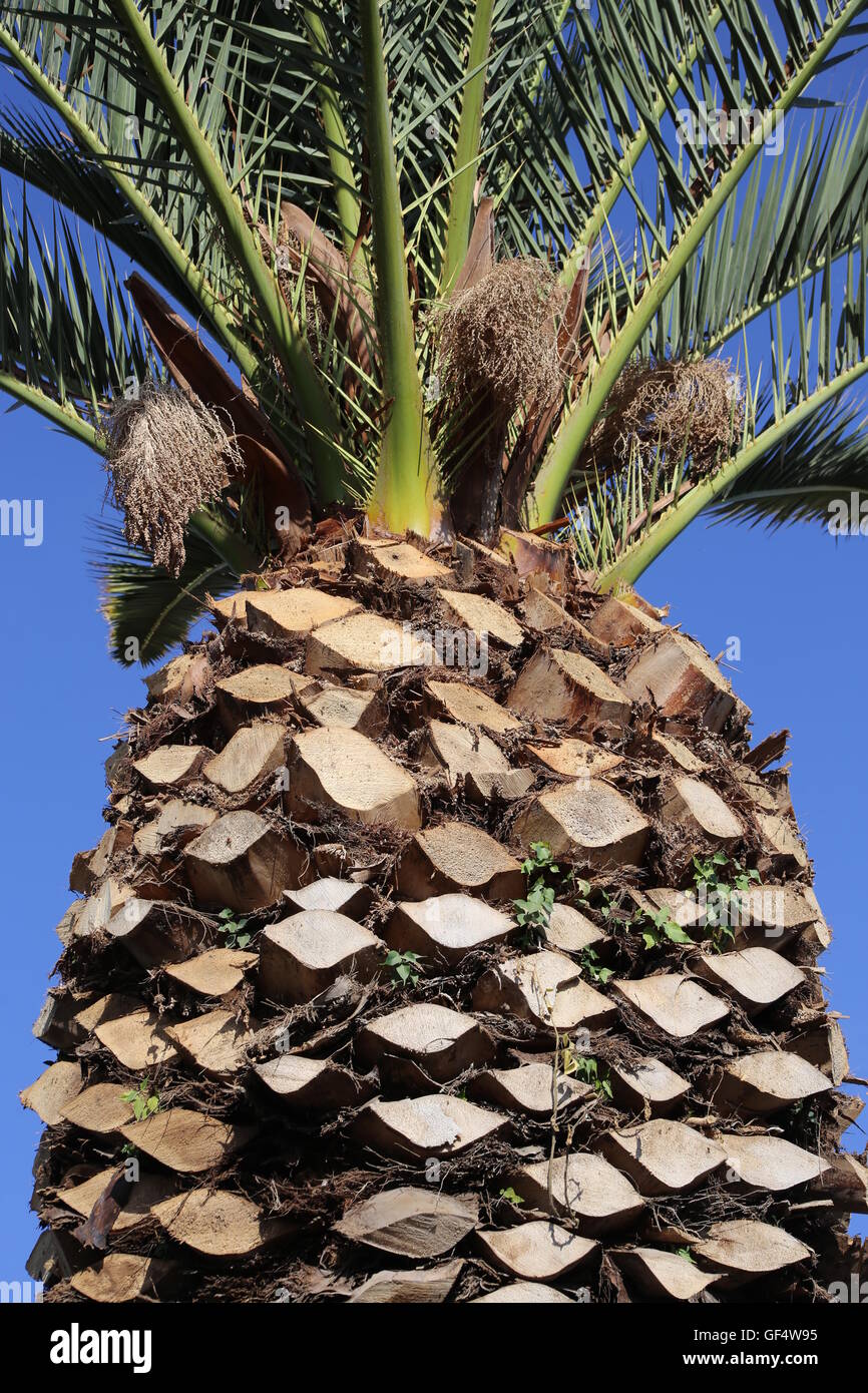 Trimmed Palm Tree. Trimmed Palm tree with green fresh palm leaves treetop and brown stem with cut Palm fronds Stock Photo