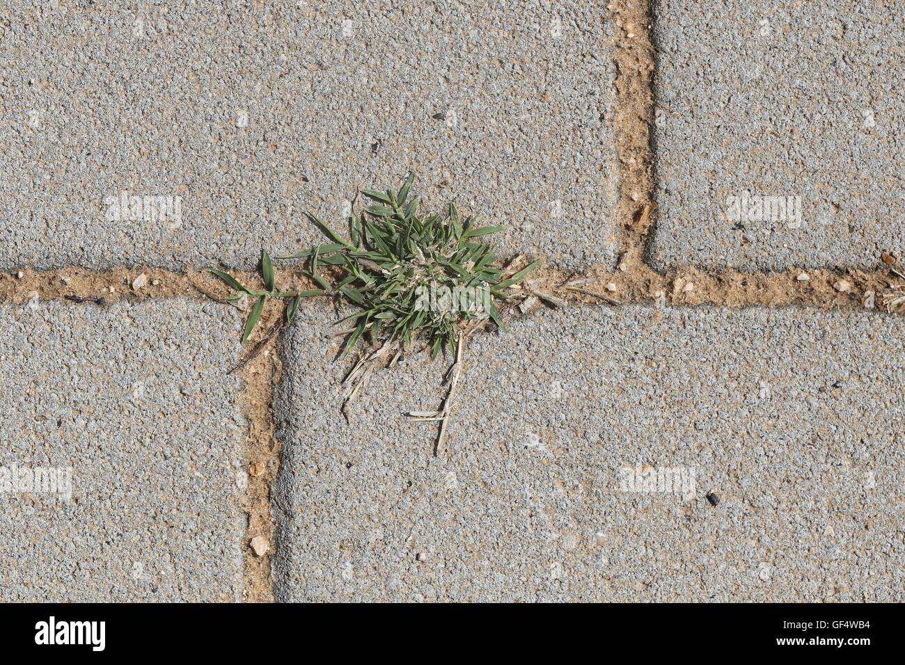 Grass Growing Between Paving Stones. Grass peeking through the paving stones Spaces. Symbol of nature in urban environment. Stock Photo