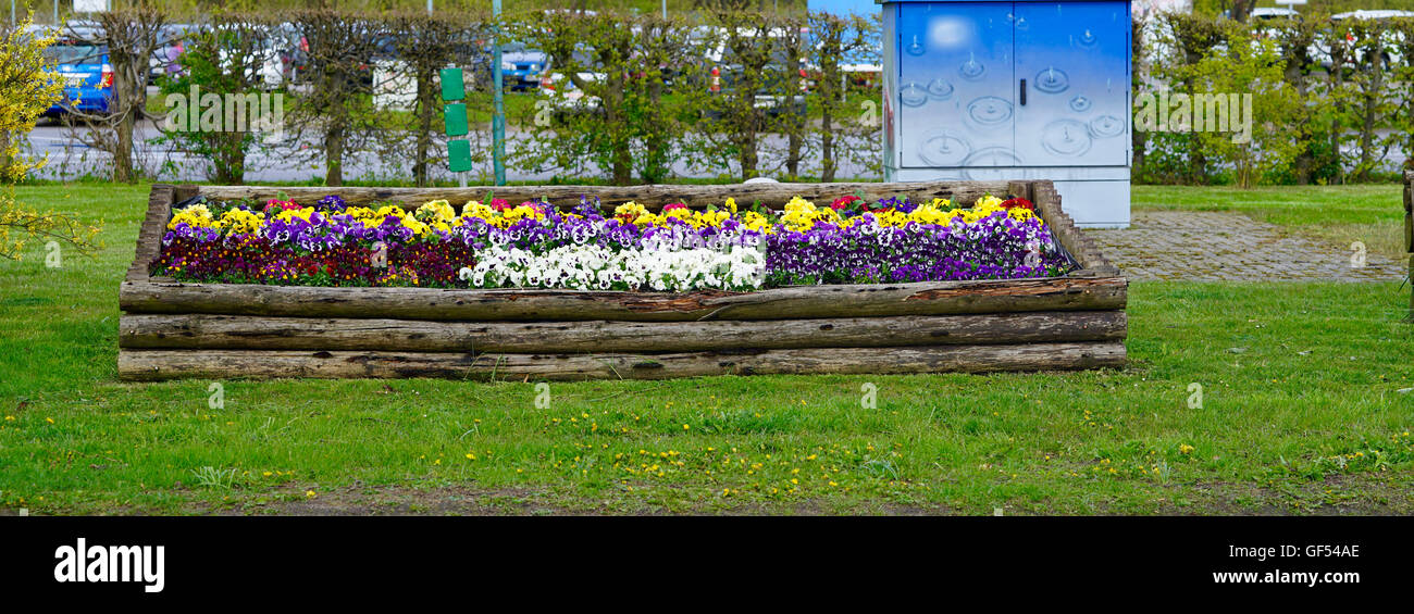field of white, purple, yellow and red pansies Stock Photo