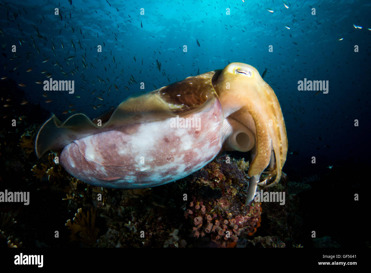 A Broadclub Cuttlefish - Sepia latimanus - hovers above the reef blue water. Taken in Komodo National Park, Indonesia. Stock Photo