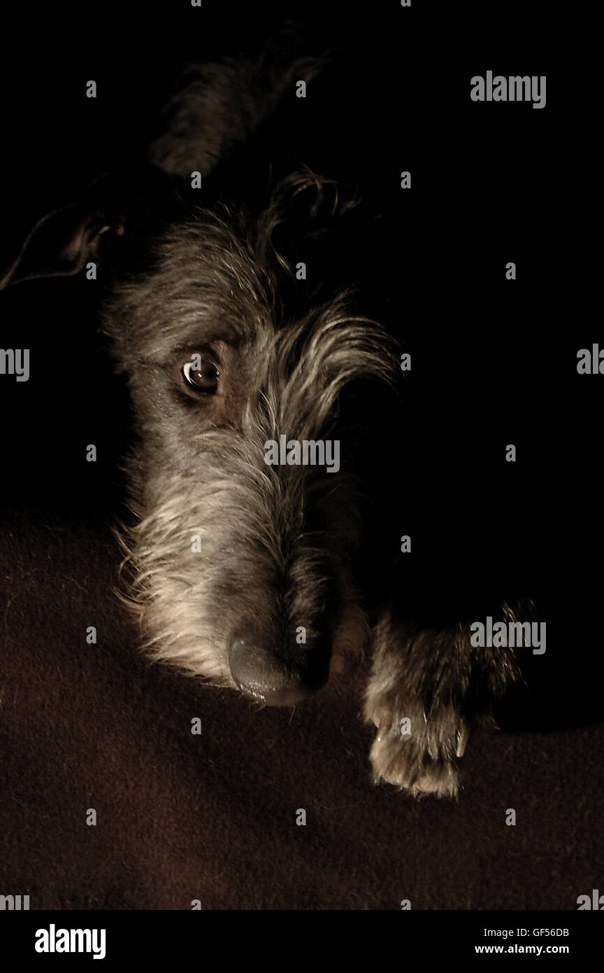 Lowkey portrait of a Scottish Deerhound Stock Photo