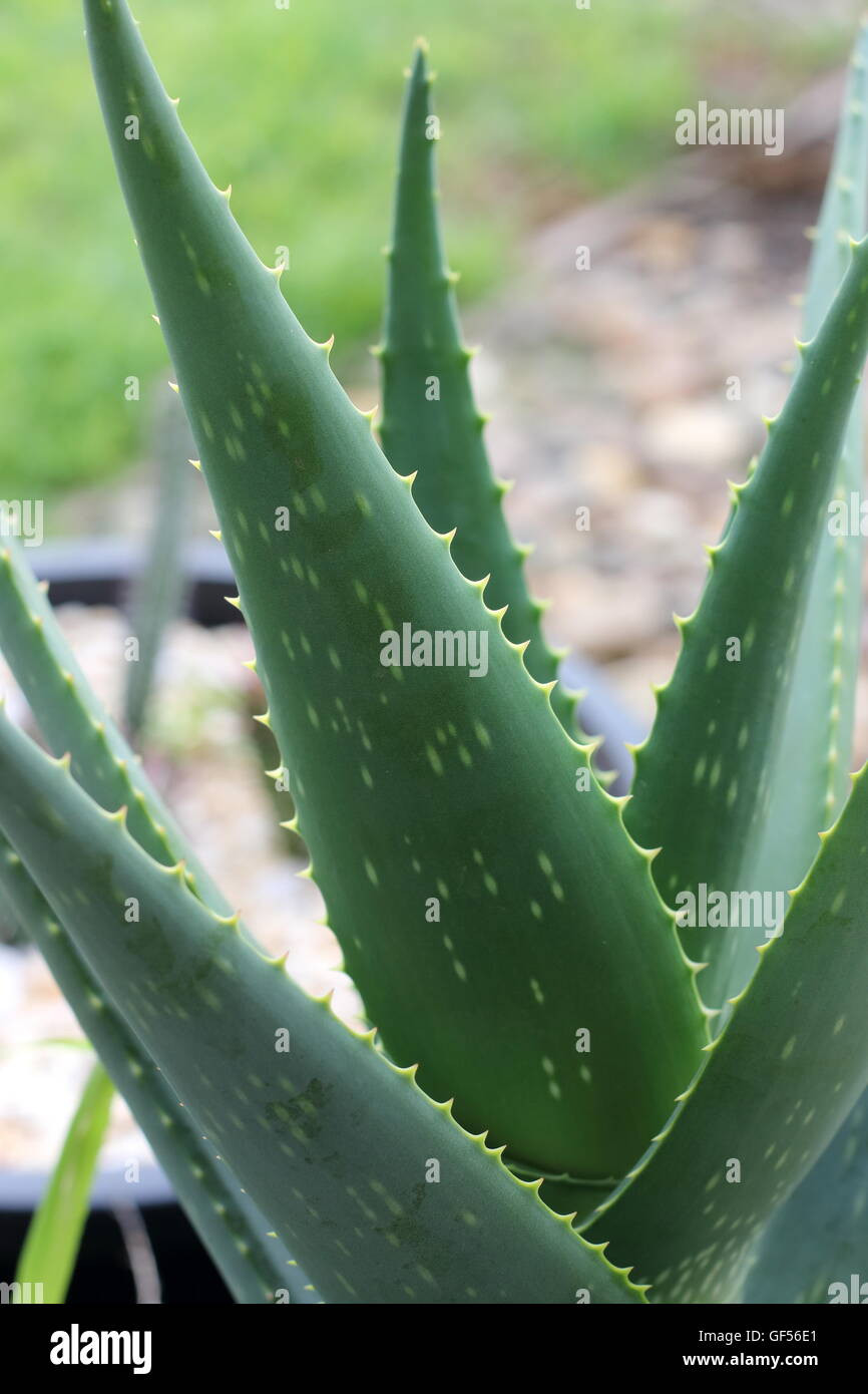 Close up of fresh  Aloe Vera Plant,  medical plant growing in a pot Stock Photo