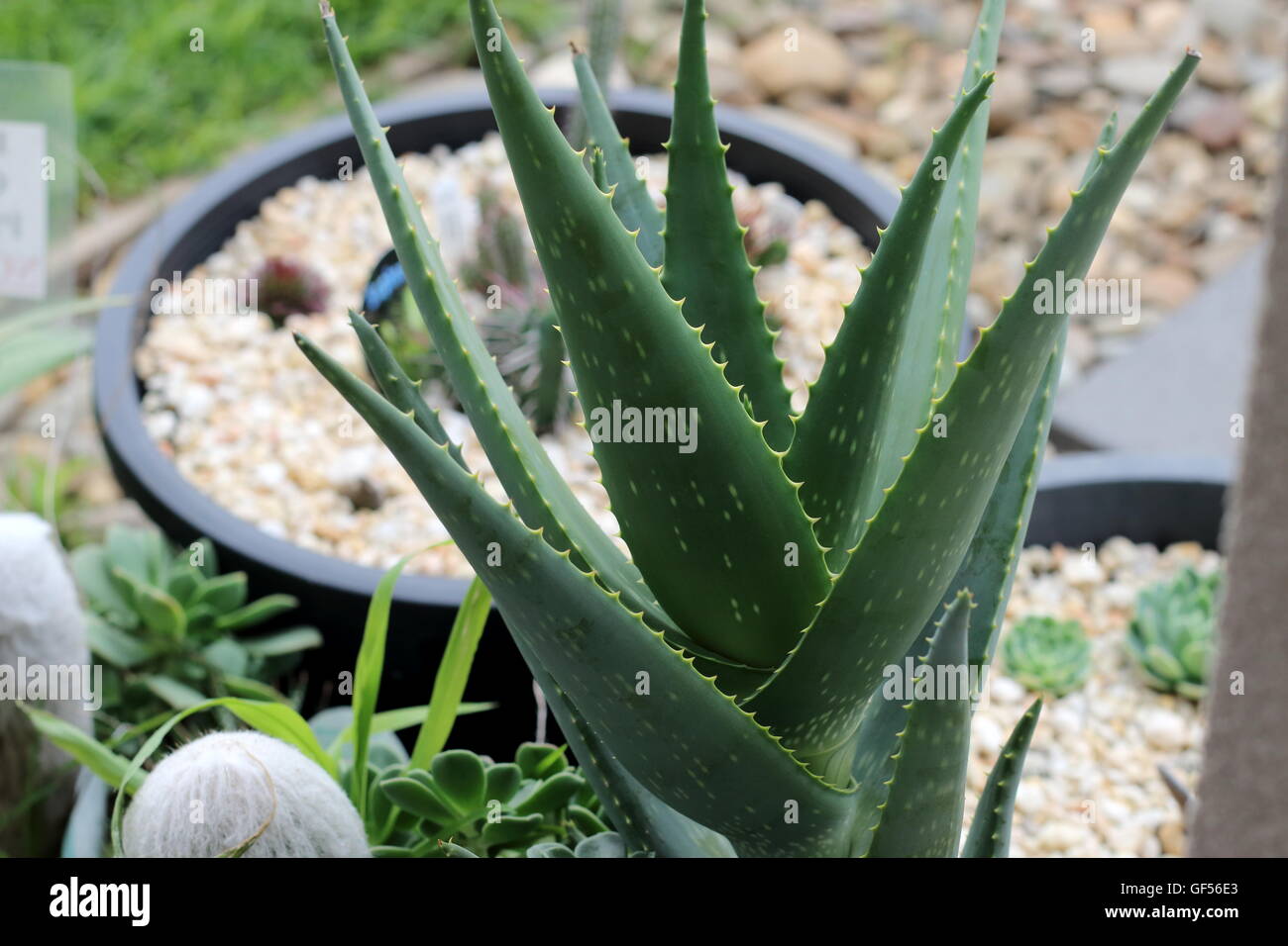 Close Up Fresh Aloe Vera Plant Medical Plant Growing In A Pot