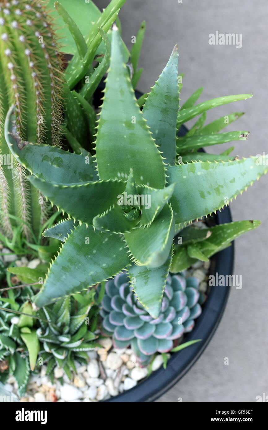 Close up of fresh  Aloe Vera Plant, medical plant growing in a pot Stock Photo