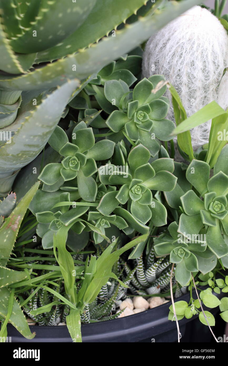 Aeonium  mascaense succulent growing in a pot Stock Photo