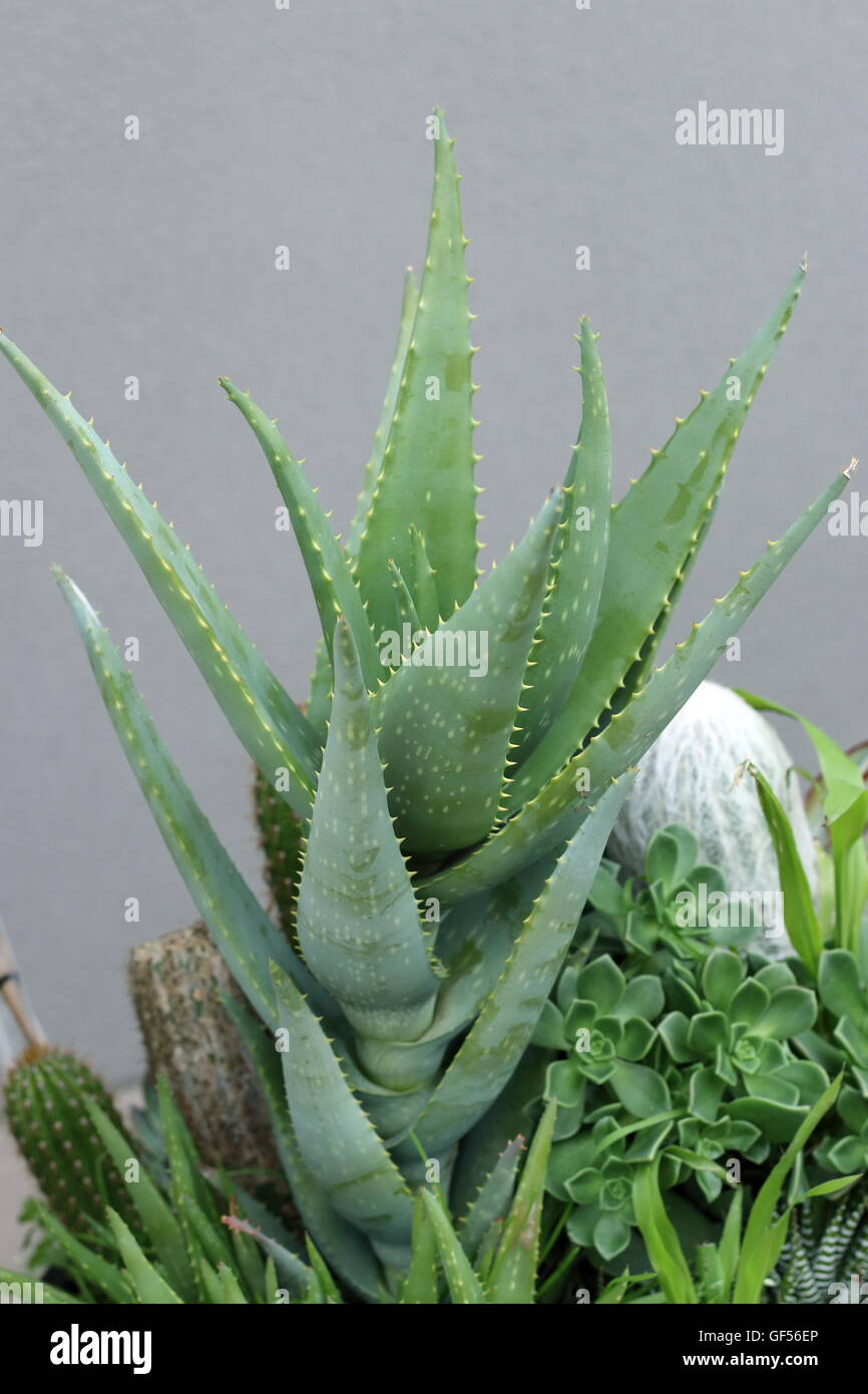 Close up of fresh  Aloe Vera Plant, medical plant growing in a pot Stock Photo