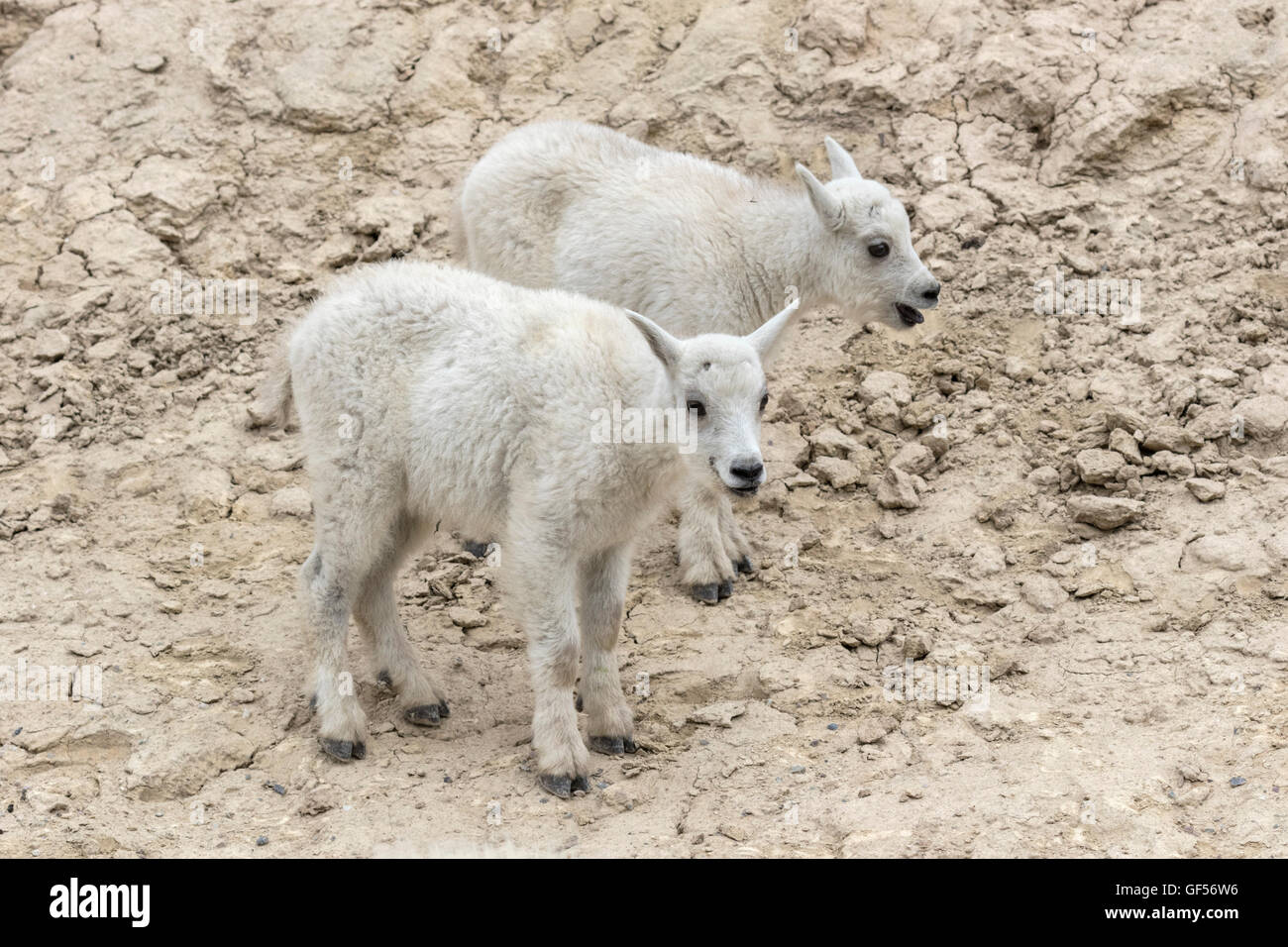 Mountain Goat kid Stock Photo - Alamy