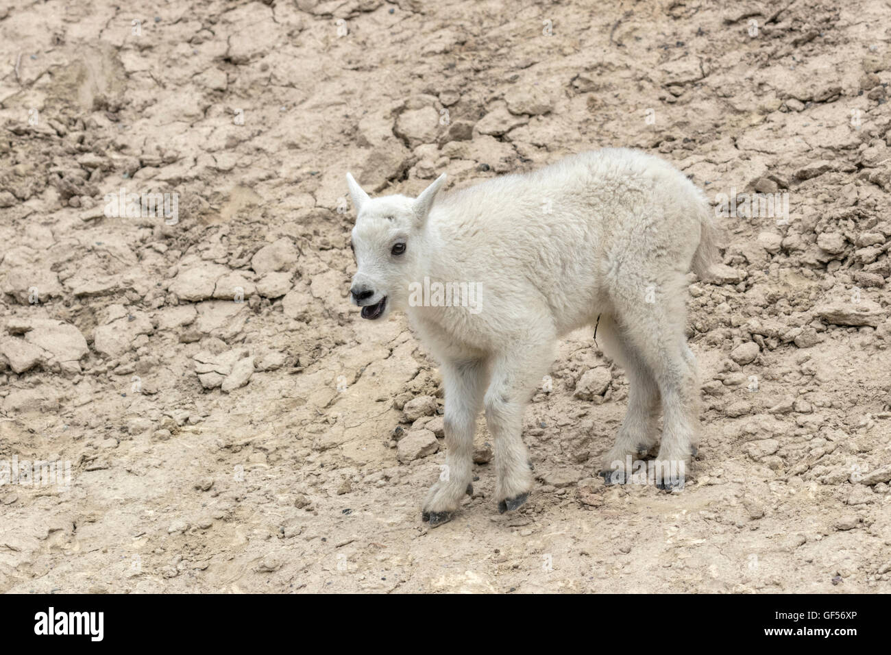 Mountain Goat kid Stock Photo - Alamy