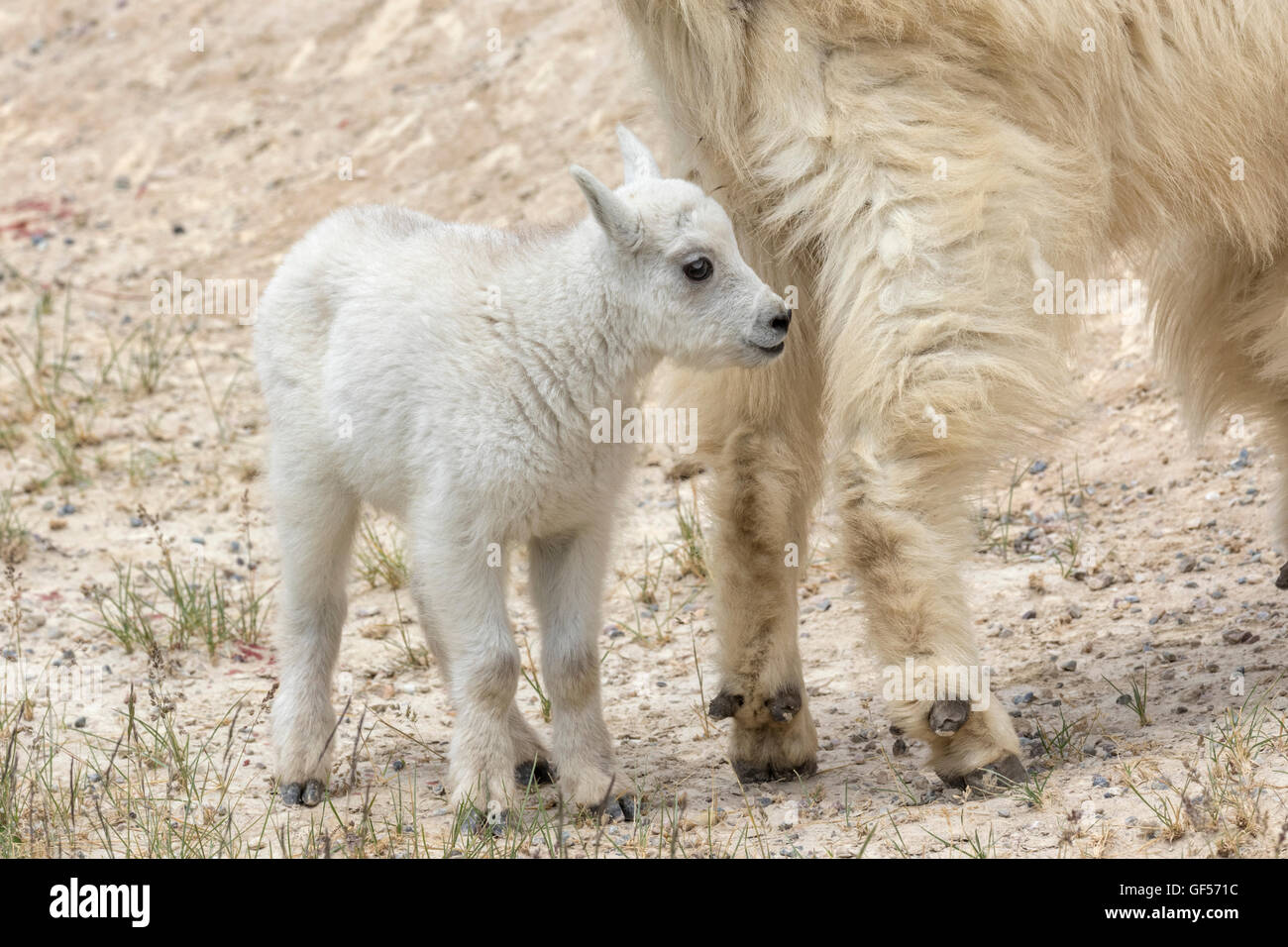Mountain Goat kid Stock Photo - Alamy