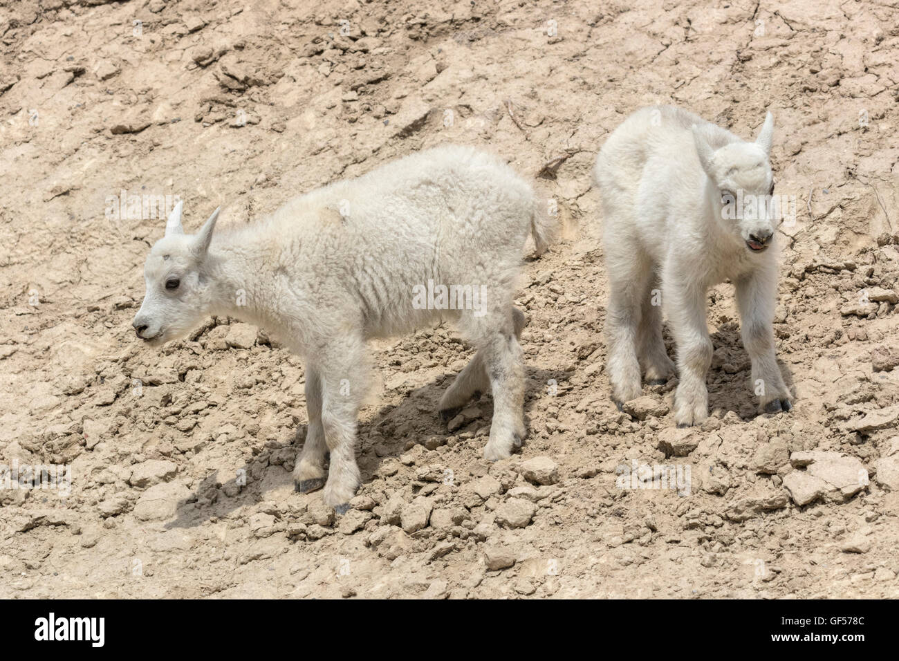 Mountain Goat kid Stock Photo - Alamy
