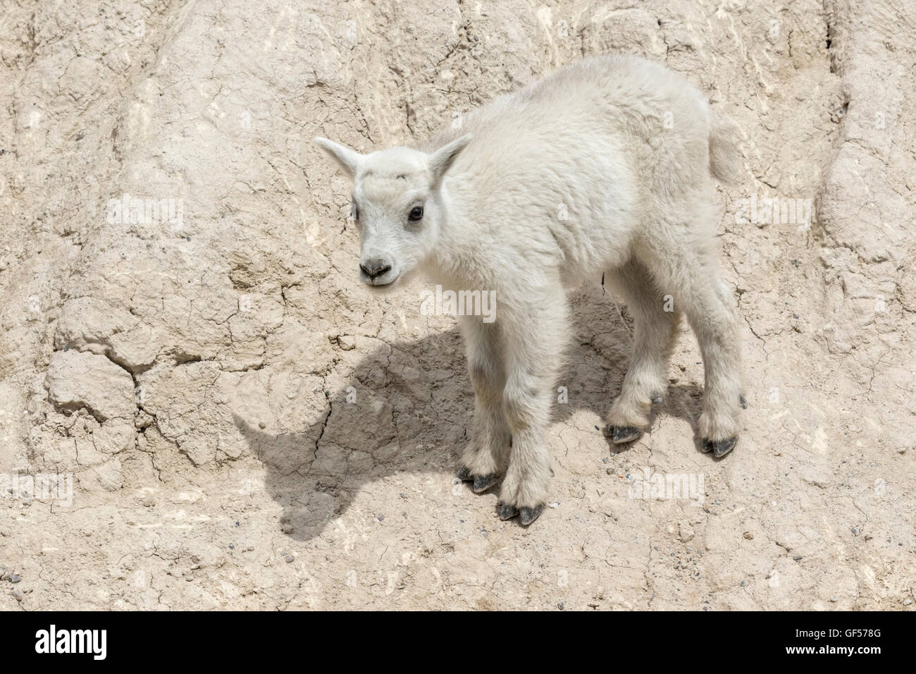 Mountain Goat kid Stock Photo - Alamy