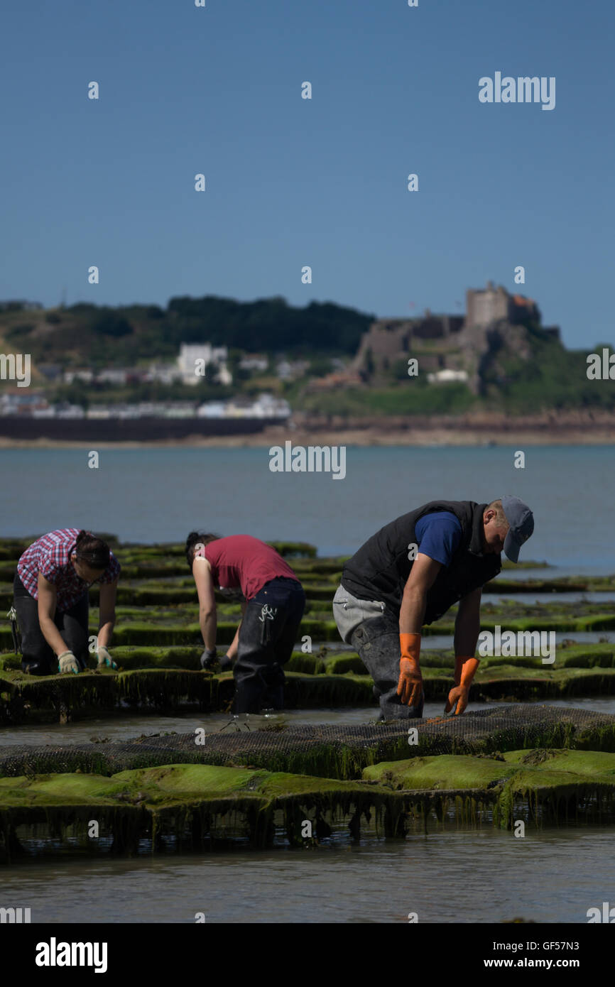 Oysters farmed in the Royal Bay of Grouville,Jersey,Channel Islands Stock Photo Alamy