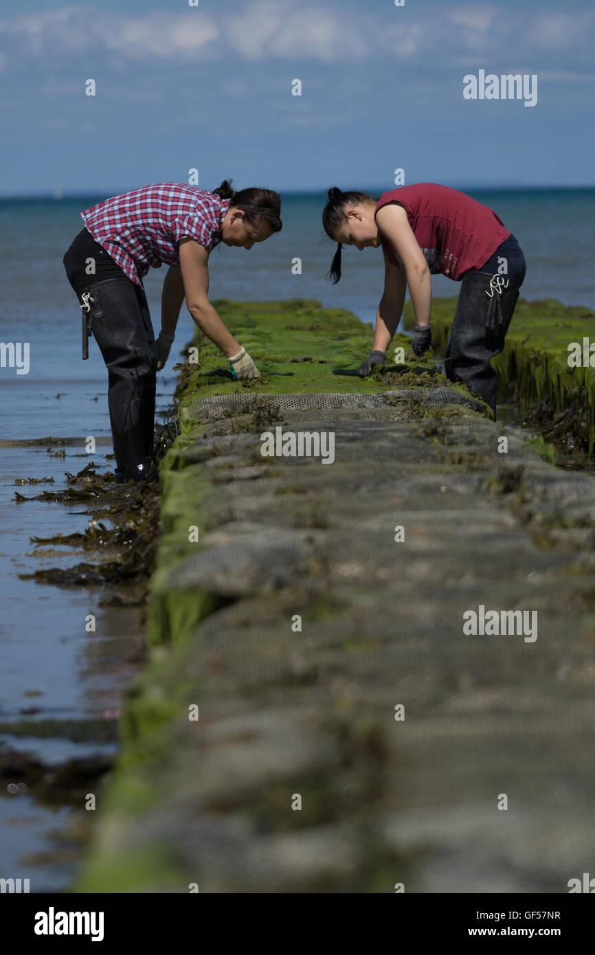Oysters farmed in the Royal Bay of Grouville,Jersey,Channel Islands Stock Photo Alamy