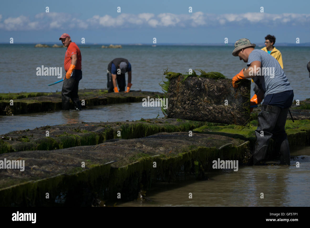 Oysters farmed in the Royal Bay of Grouville,Jersey,Channel Islands Stock Photo Alamy