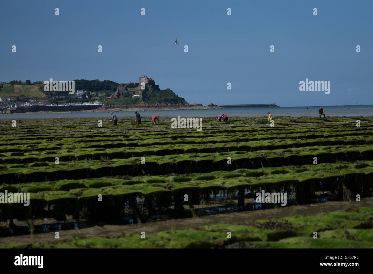 Oysters farmed in the Royal Bay of Grouville,Jersey,Channel Islands Stock Photo Alamy