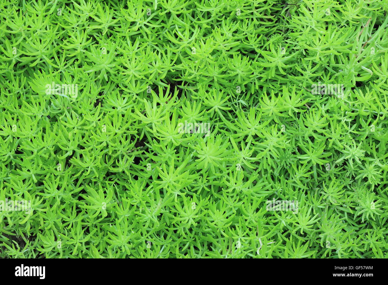 green Peat moss or Sphagnum Moss Stock Photo