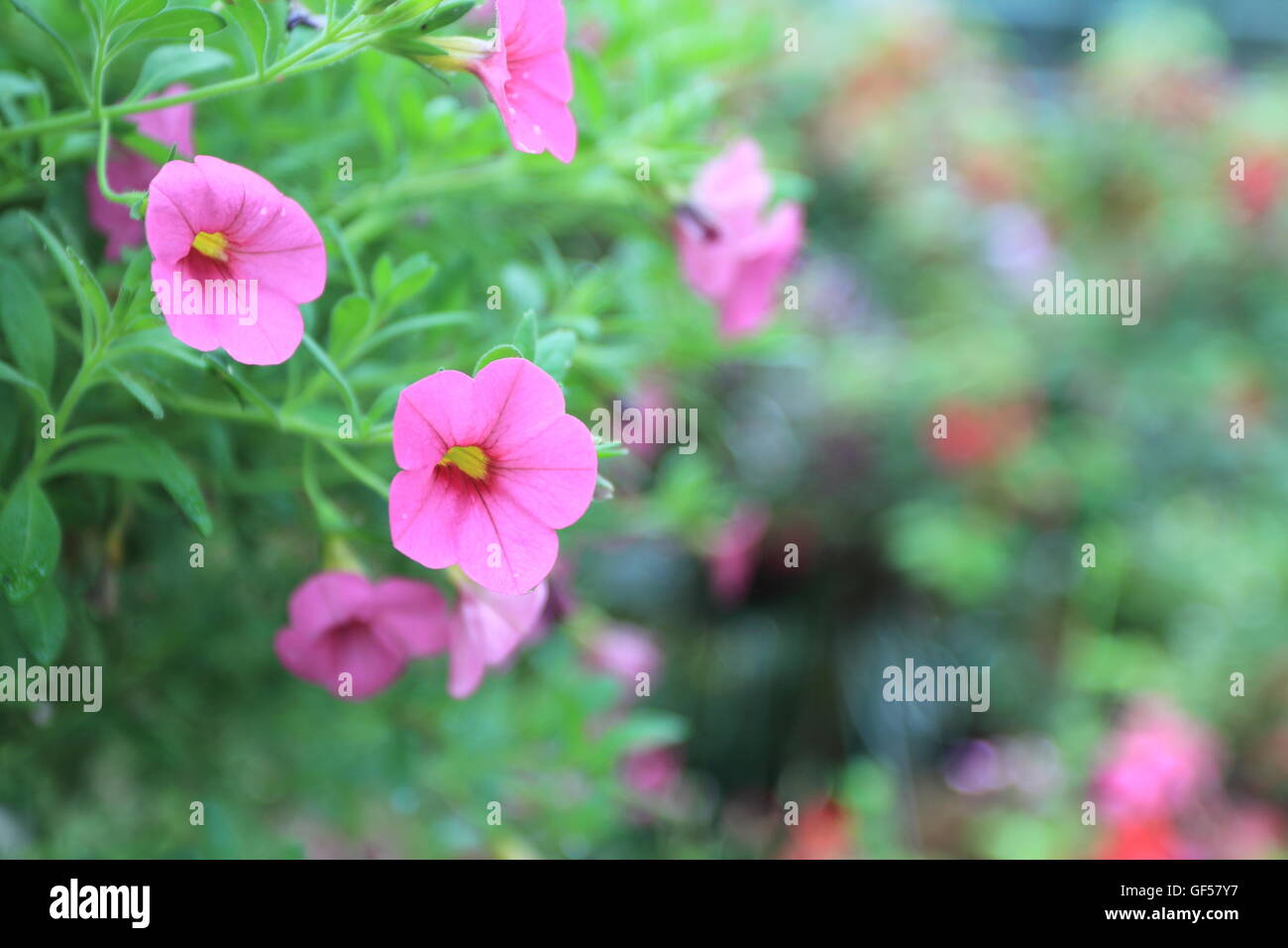 Beautiful pink color flowers hi-res stock photography and images - Alamy