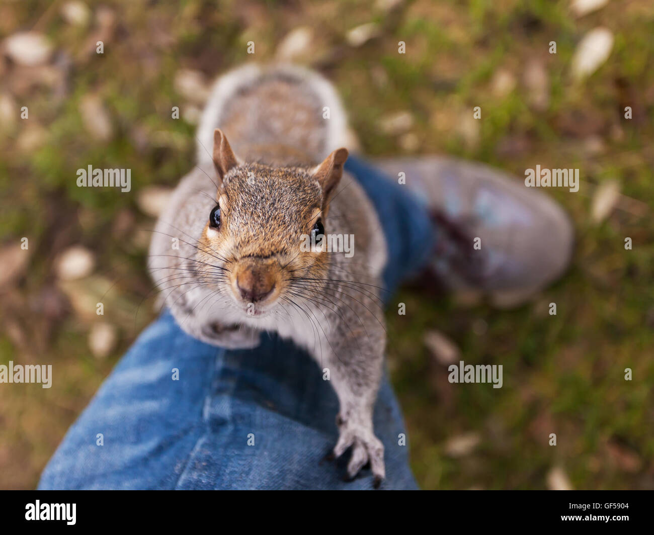 Squirrel climbing up a leg Stock Photo Alamy