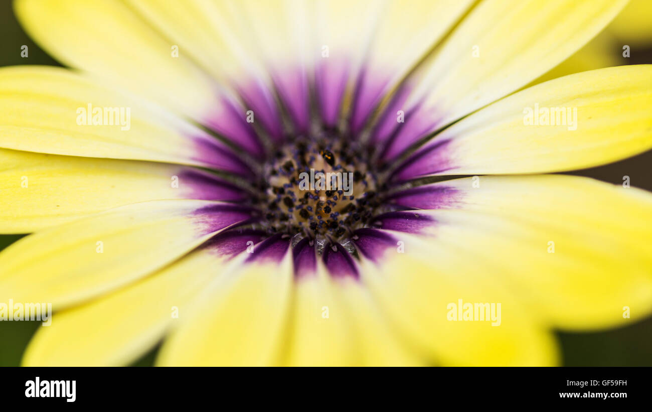 Yellow & Purple Osteospermum Stock Photo - Alamy
