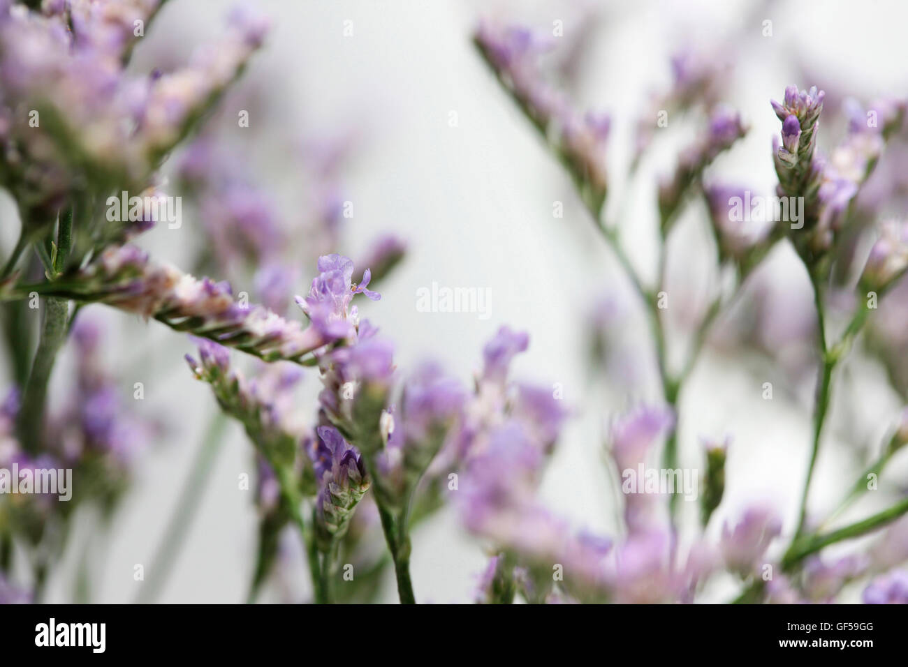 limonium overig maine blue, long-lived, violet meadow flower Jane Ann Butler Photography JABP1477 Stock Photo