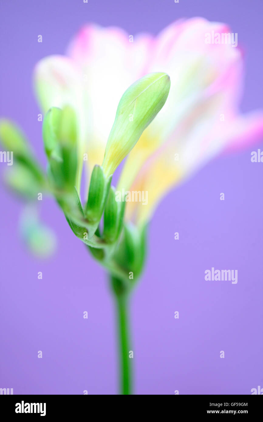 gentle pink freesia stem as sweet as its fragrance Jane Ann Butler Photography JABP1491 Stock Photo