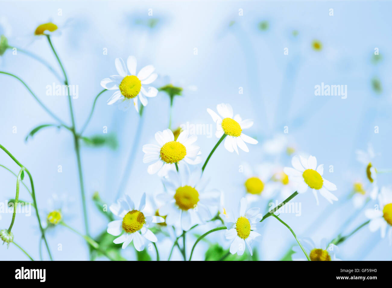 atmospheric feverfew, charming daisy-like tansy Jane Ann Butler Photography JABP1479 Stock Photo