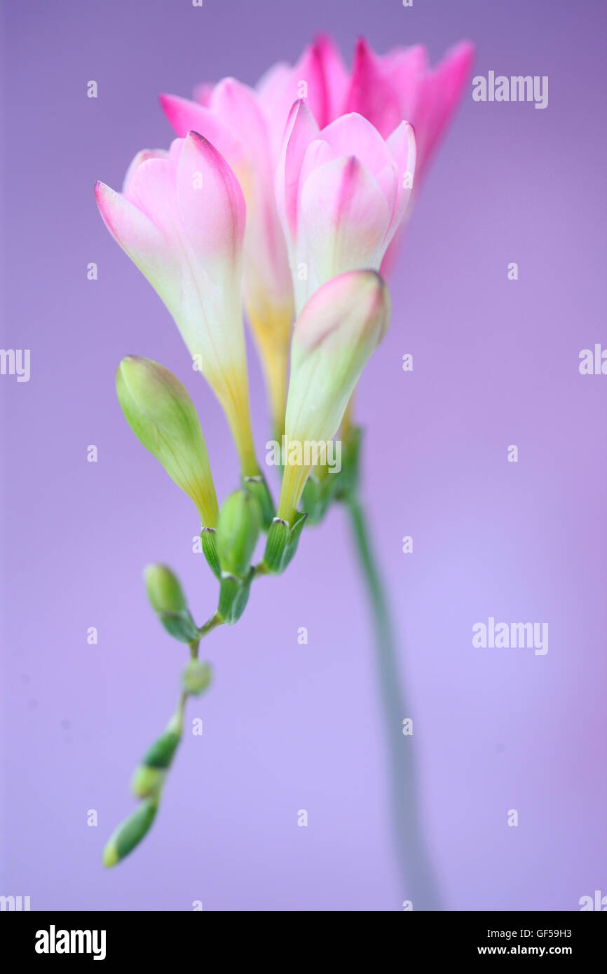 gentle pink freesia stem as sweet as its fragrance Jane Ann Butler Photography JABP1493 Stock Photo
