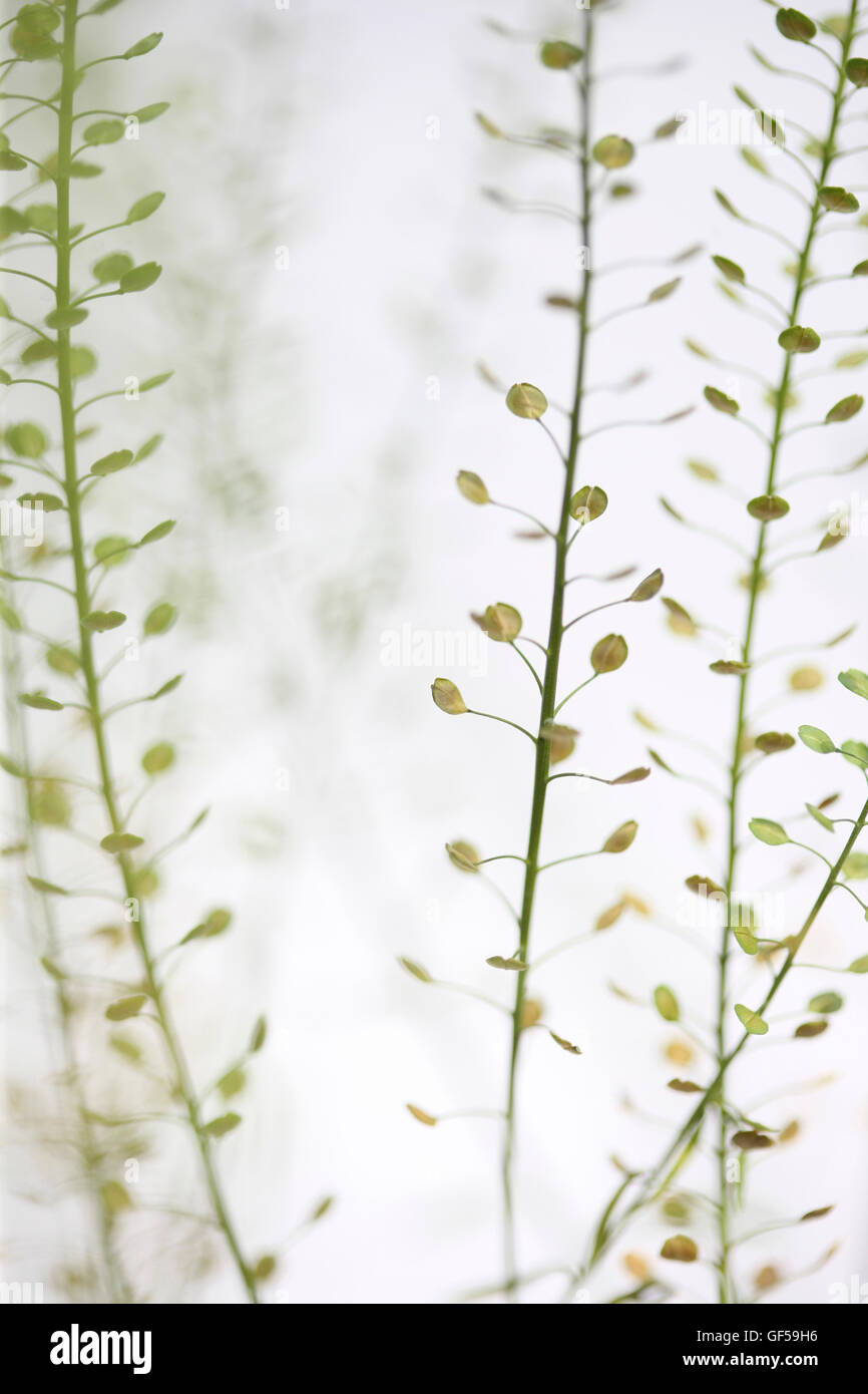 stems of thlaspi still life commonly known as field penny-cress Jane Ann Butler Photography JABP1489 Stock Photo