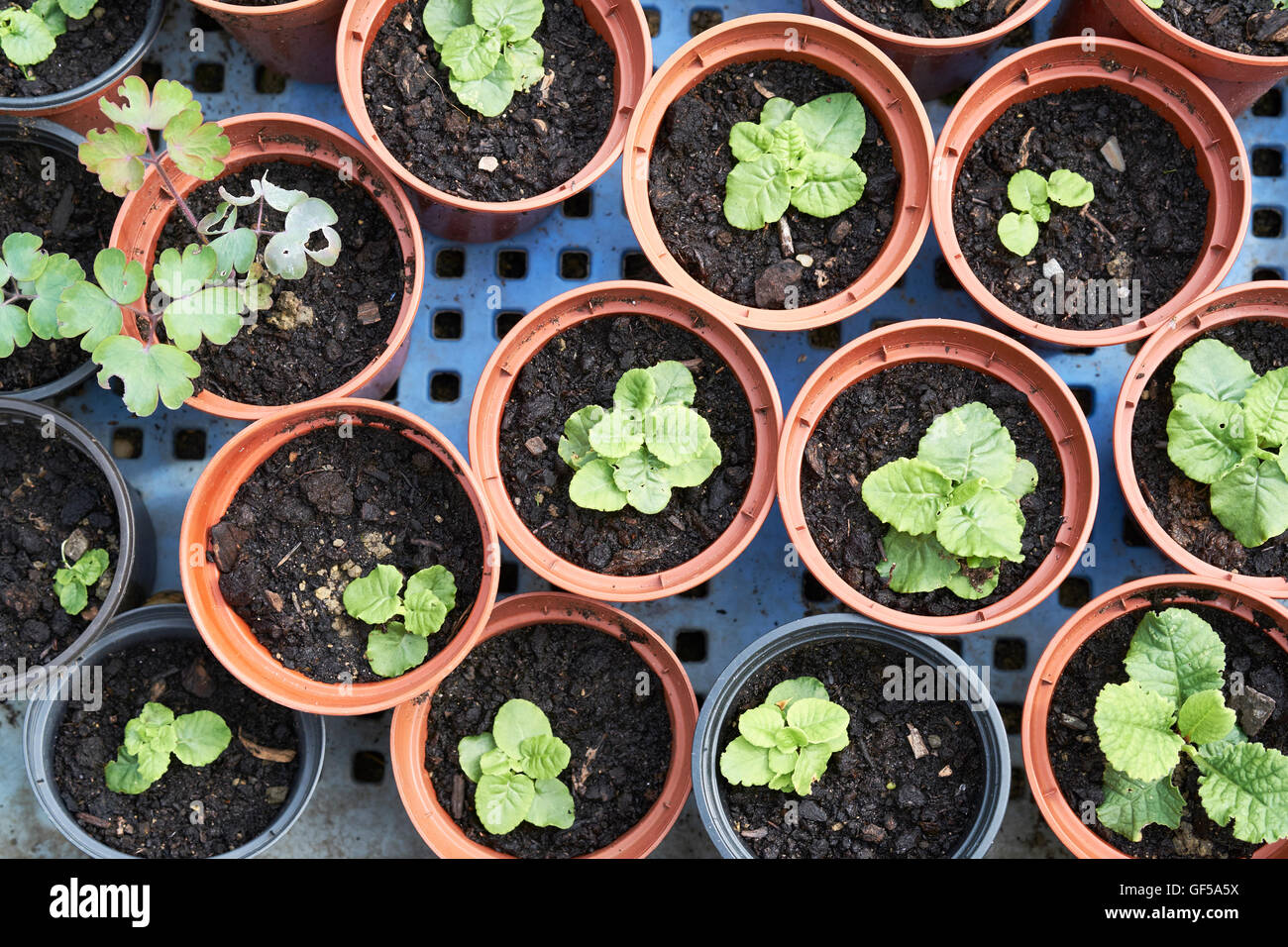 Garden plants in compost filled plant pots Stock Photo Alamy