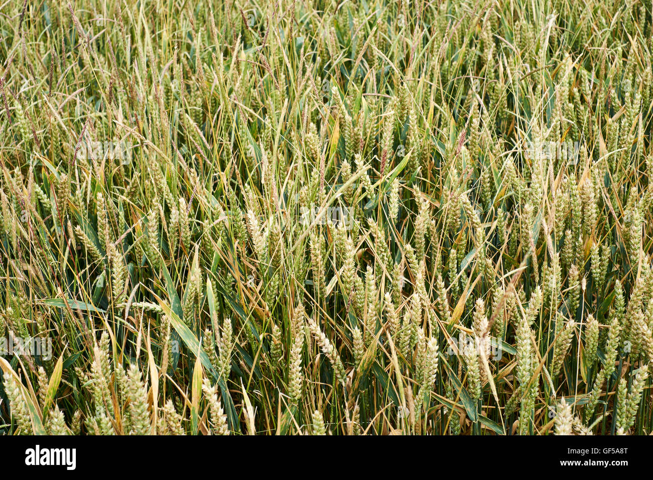 Crop of wheat infested with the Black Grass (Alopecurus myosuroides) weed, England, UK Stock Photo