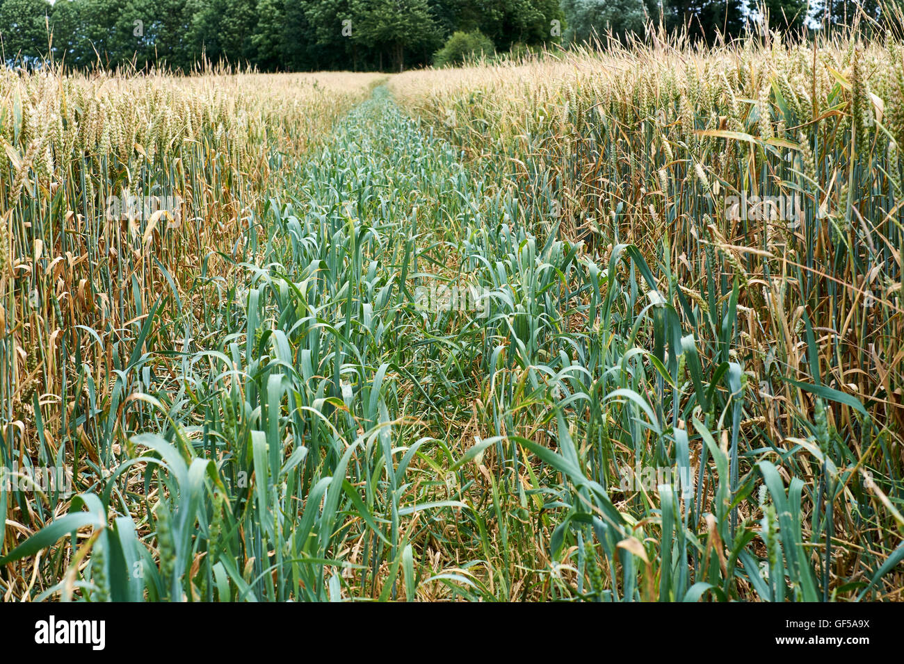 Crop of wheat infested with the Black Grass (Alopecurus myosuroides) weed, England, UK Stock Photo