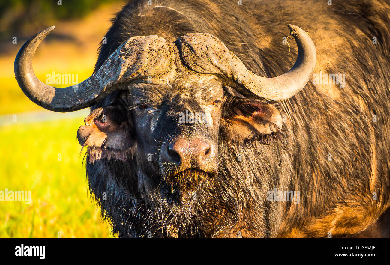 Cape Buffalo in the wild on the Chobe River, Botswana Stock Photo