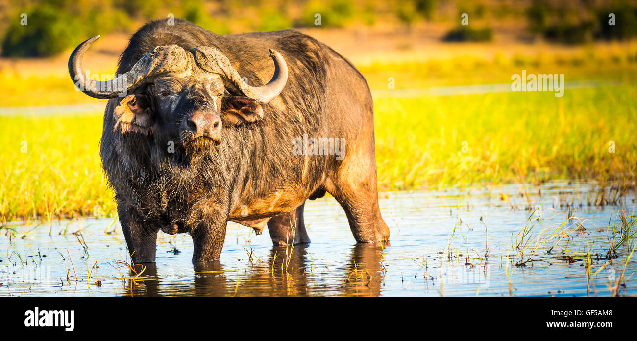 Cape Buffalo in the wild on the Chobe River, Botswana Stock Photo