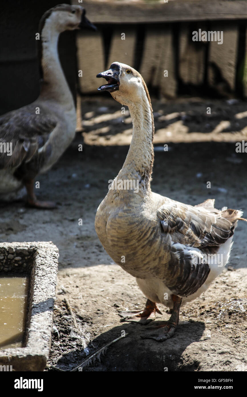 Bird making noise Stock Photo Alamy