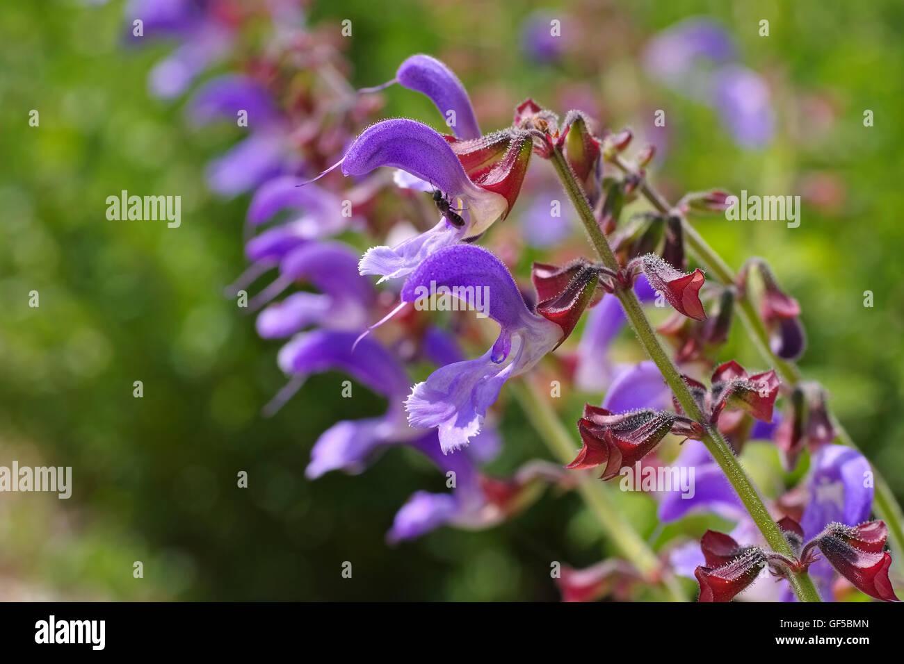 Rotwurzel-Salbei im Sommer - Red Sage or Salvia miltiorrhiza is blooming in summer Stock Photo