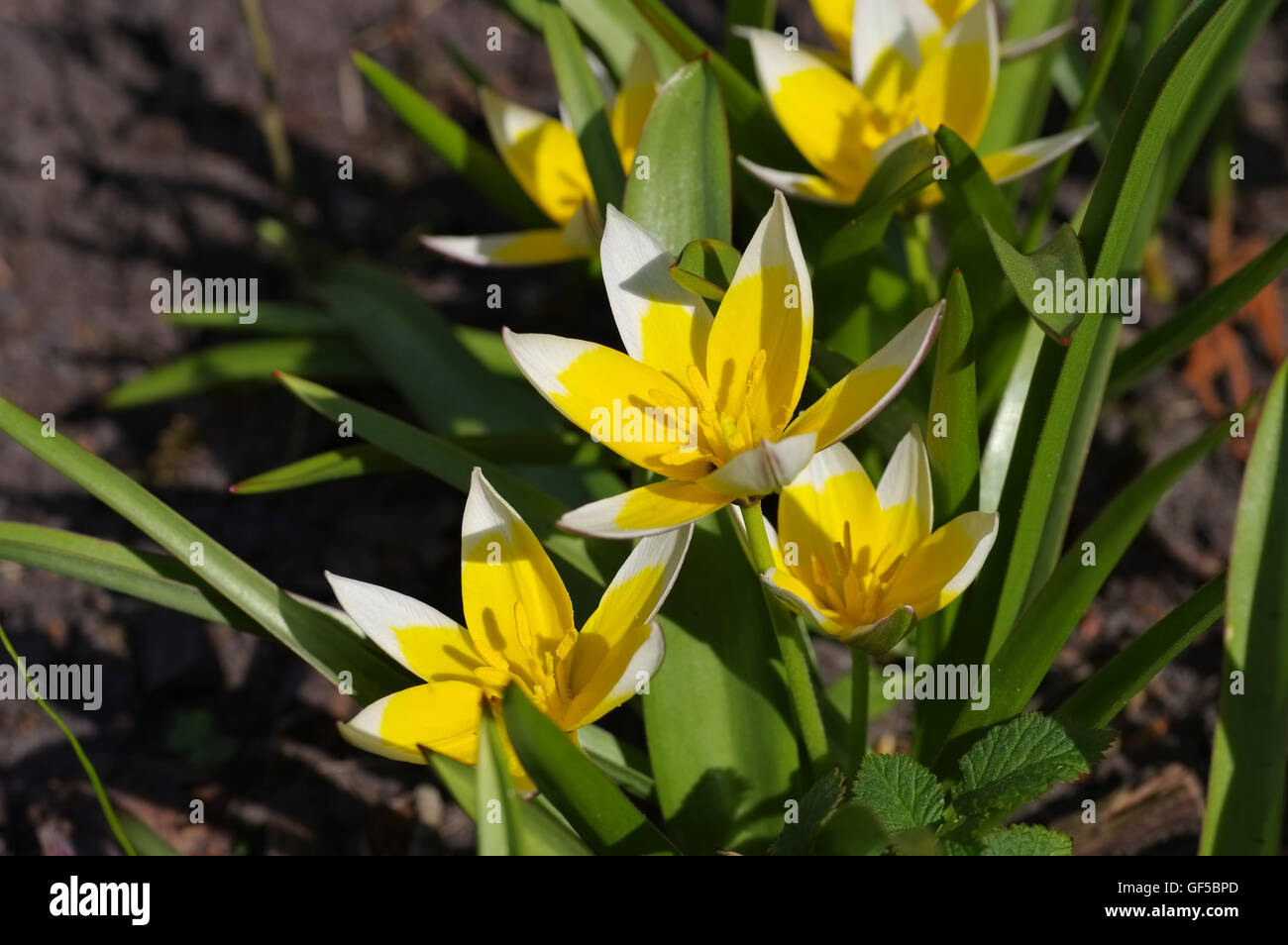 Wildtulpe Tulipa tarda im Frühling - wild tulip Tulipa tarda in spring Stock Photo
