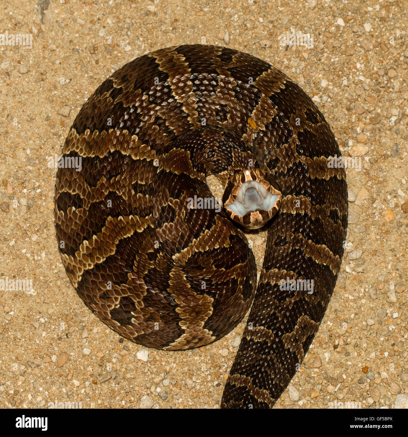 Cottonmouth snake bite High Resolution Stock Photography and Images Alamy
