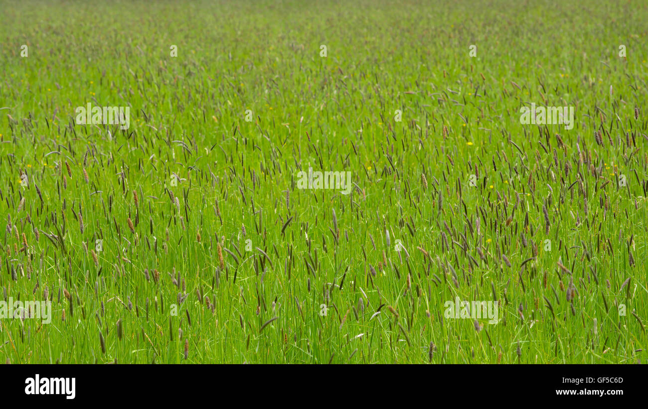 Sedge plants hi-res stock photography and images - Alamy