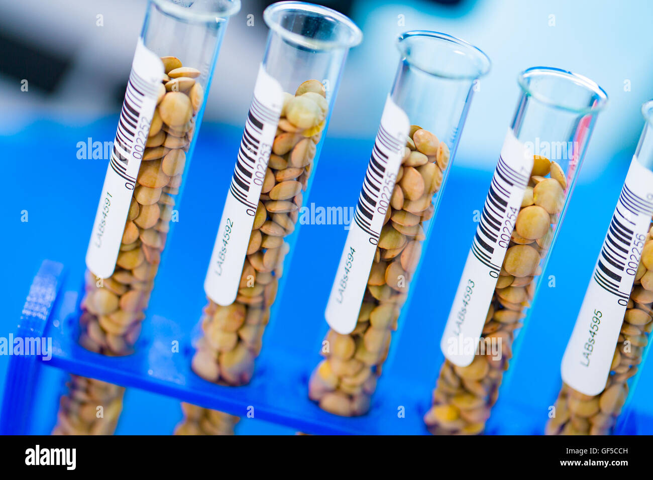 Different varieties of lentils in a laboratory breeding and genetic modification Stock Photo